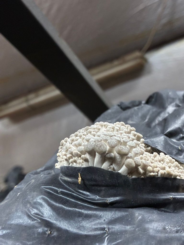 whatsapp görsel 2025 10 25 saat 12.34.26 3beec741