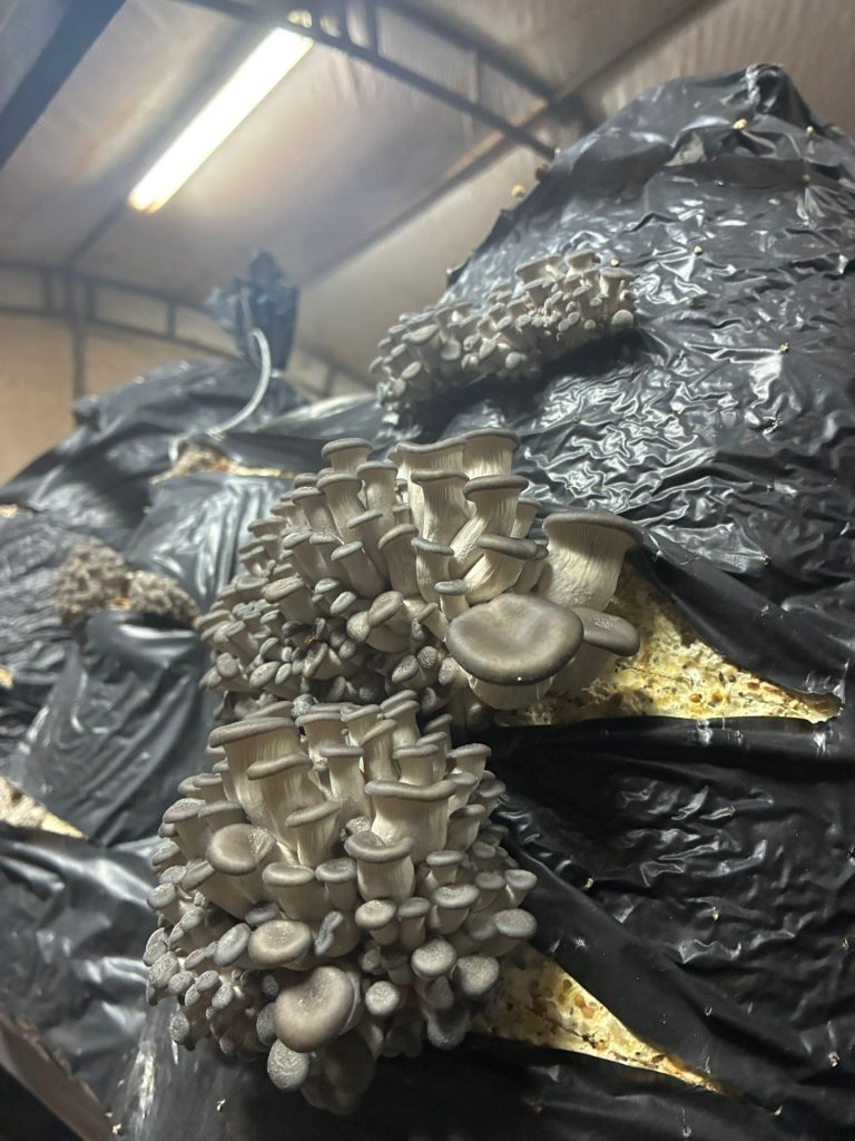 whatsapp görsel 2025 10 25 saat 12.34.28 98972ecf