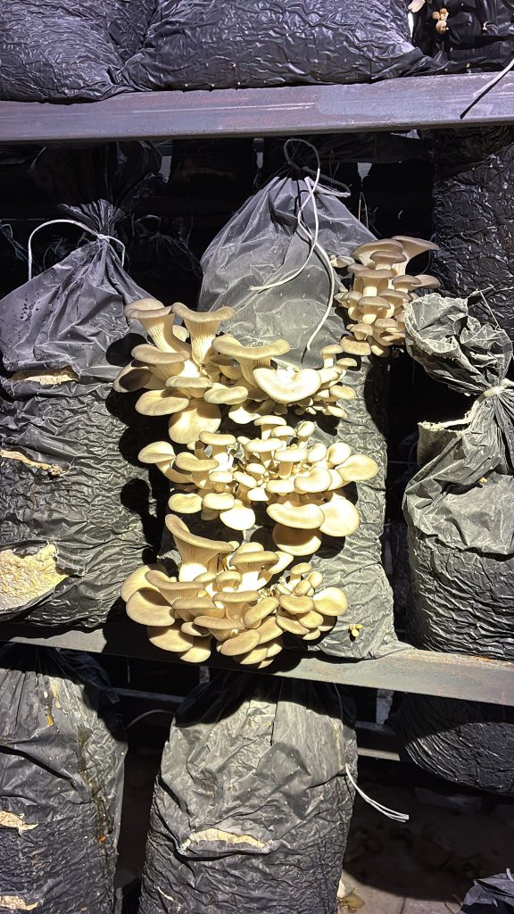 whatsapp görsel 2025 10 25 saat 12.34.42 0ca40feb