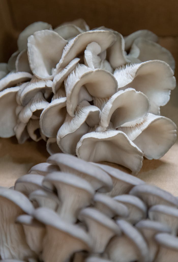 A close-up view of fresh oyster mushrooms showcasing their intricate textures and natural beauty.