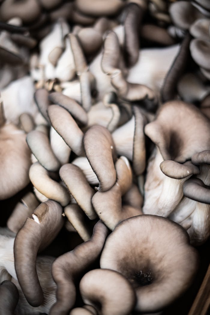 Detailed close-up of fresh oyster mushrooms, showing their unique textures and natural colors.